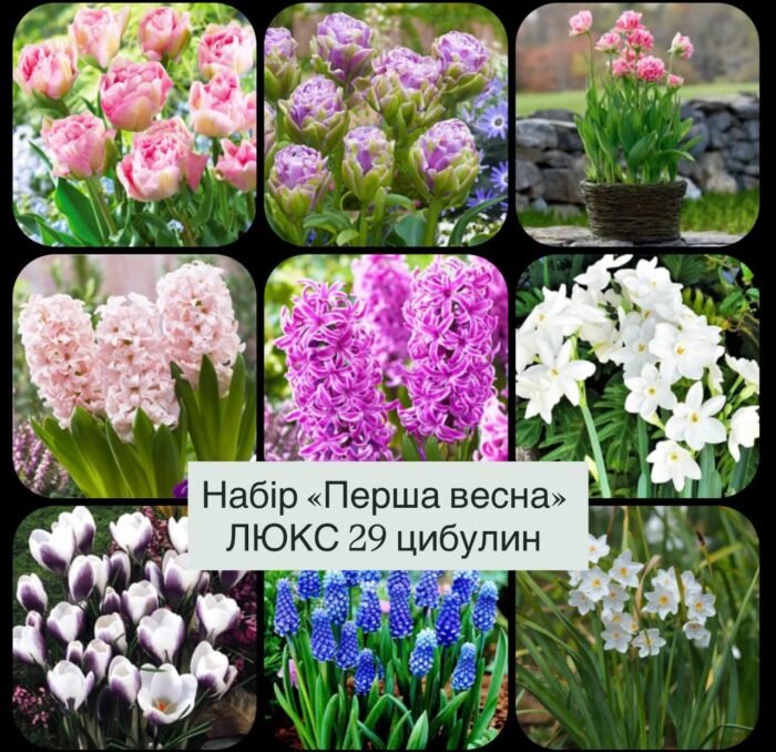 photo_2025-11-07_13-52-44 Набір "ПЕРША ВЕСНА ЛЮКС" 29 шт - Зображення 1