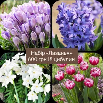 Набір Лазанья 18 шт