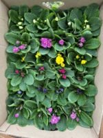 🌷 Набір №3 — “Весна в обіймах” - Зображення 2