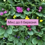 💛 Набір №1 — “Весняний комплімент”