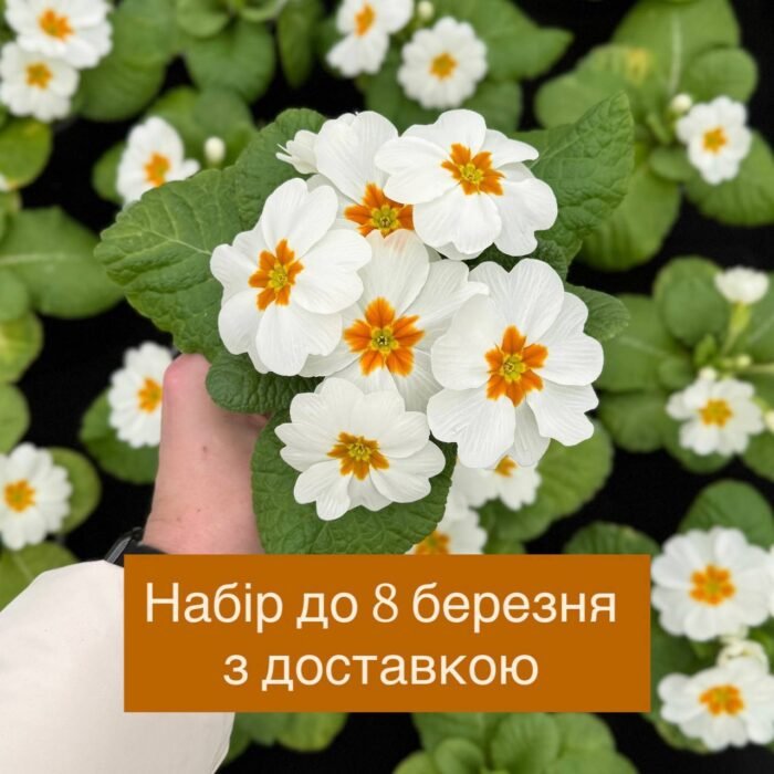 photo_2026-02-26_21-54-35 🌷 Набір №3 — “Весна в обіймах” - Зображення 1