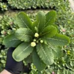 Примула біла махрова Rubens Mixed - Зображення 2