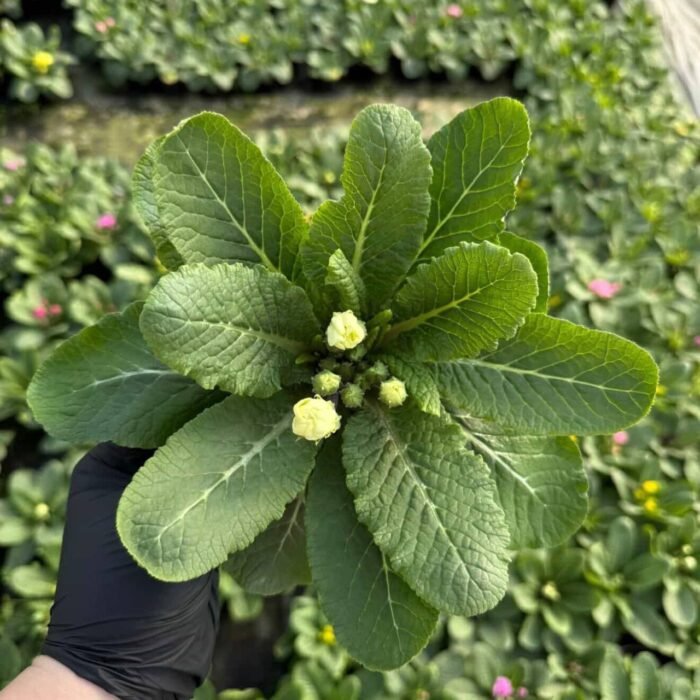 Примула біла махрова Rubens Mixed - Зображення 2