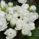 Примула біла махрова Rubens Mixed