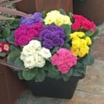 Примула махрова Rubens Mixed ніжно-рожева - Зображення 3