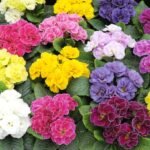 Примула махрова Rubens Mixed блакитна