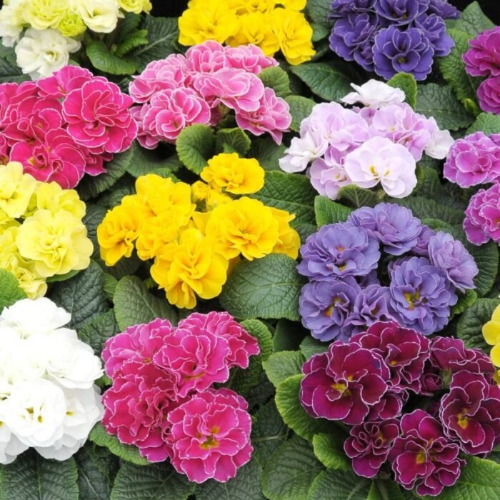 Примула жовта махрова Rubens Mixed - Зображення 2