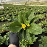 Примула жовта махрова Rubens Mixed