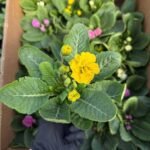 Примула жовта махрова Rubens Mixed - Зображення 5