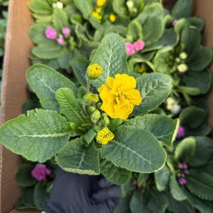 Примула жовта махрова Rubens Mixed - Зображення 5