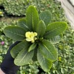 Примула махрова Rubens Mixed крем