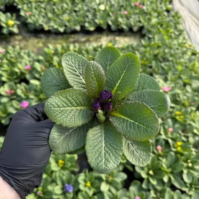 Примула махрова Rubens Mixed фіолетова - Зображення 1