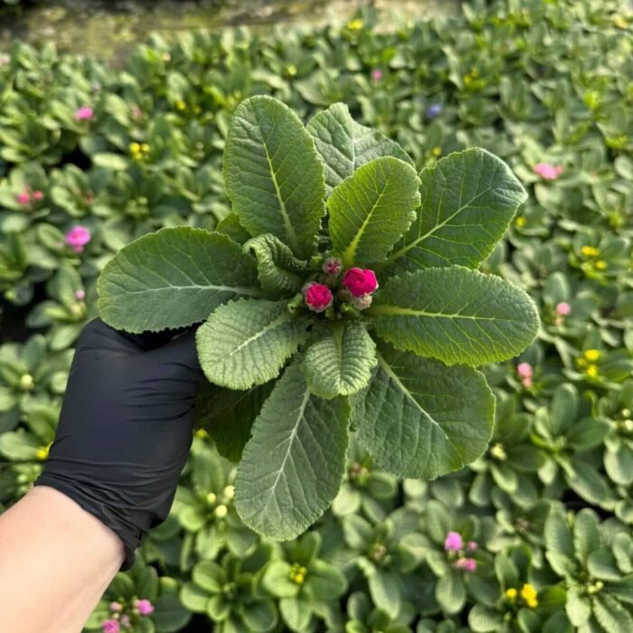 photo_2026-02-28_13-52-57 Примула махрова Rubens Mixed яскраво-рожева - Зображення 1