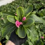 Примула махрова Rubens Mixed ніжно-рожева