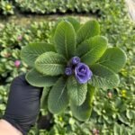 Примула махрова Rubens Mixed бузок