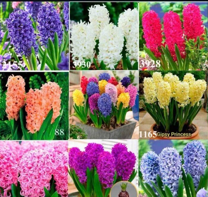 photo_2026-02-28_17-39-05 Гіацинт колір сюрприз - Зображення 1