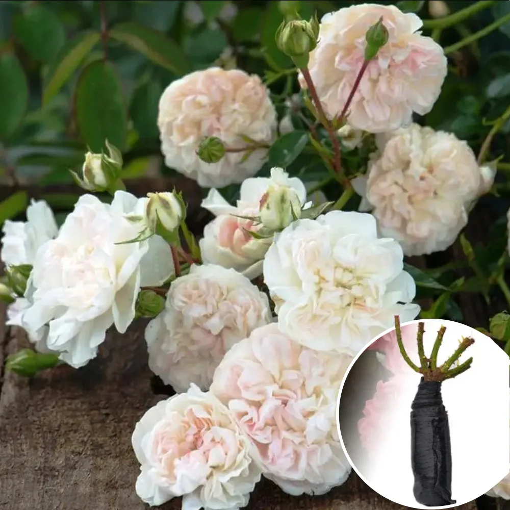 00000006893.1-1000x1000 Троянда (Swany) Ґрунтопокривна махрова - Зображення 1