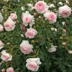 ТРОЯНДА "ЛАРИСА" (LARISSA)  флорибунда - Зображення 2