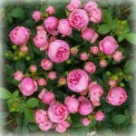 Троянда флорібунда Помпонела (Pomponella)