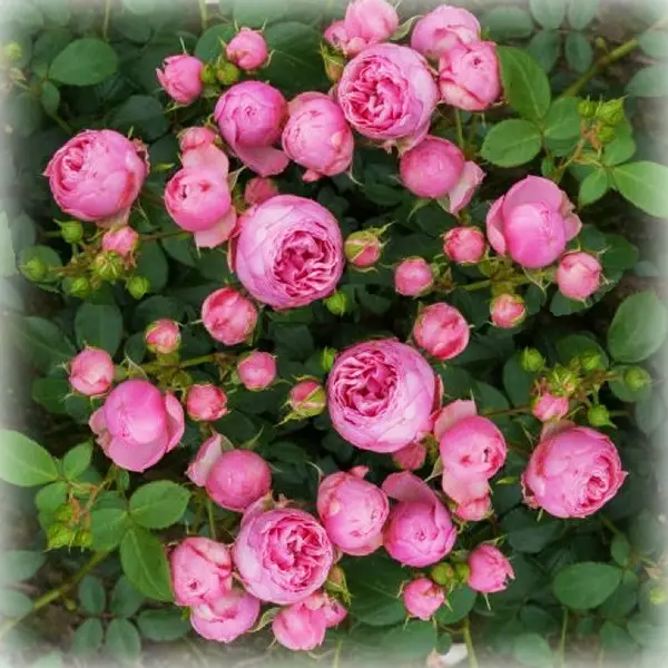 3809599727_w1280_h640_3809599727 Троянда флорібунда Помпонела (Pomponella) - Зображення 1