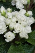 Троянда (Swany) Ґрунтопокривна махрова - Зображення 2