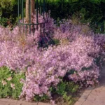 Кампанула Пожарського рожева - Зображення 2