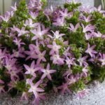 Кампанула Пожарського рожева