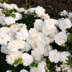 Троянда (Swany) Ґрунтопокривна махрова - Зображення 3