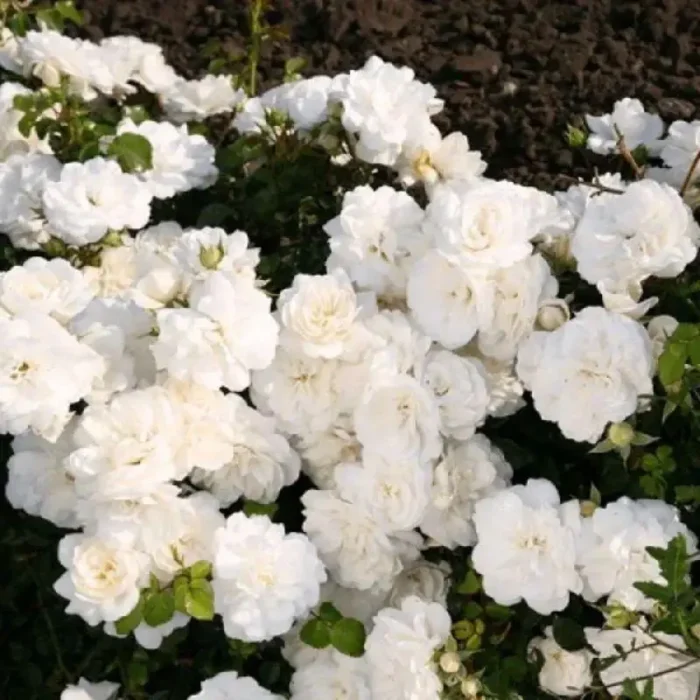 Троянда (Swany) Ґрунтопокривна махрова - Зображення 3