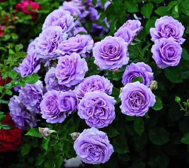 7039567588_w640_h640_troyanda-pletista-blyu Троянда плетиста Blue Moon - Зображення 1