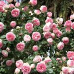 Троянда Едем Роуз (Пєр Де Ронсар) - Зображення 2