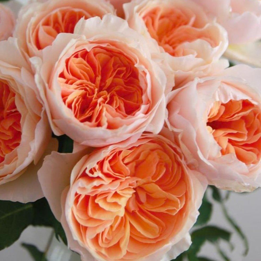 Juliet2-1000x1000 Троянда чайно-гібридна Джульєтта - Зображення 1