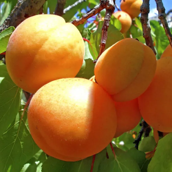 abrikos-ananasnyy-578x578 Абрикос Ананасний середній відкрита коренева система - Зображення 1