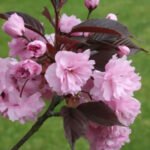 Сакура Роял Бургунді Royal Burgundy відкрита коренева система