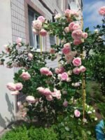 Троянда Едем Роуз (Пєр Де Ронсар) - Зображення 3