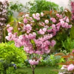 Сакура Кванзан (Kanzan) відкрита коренева система - Зображення 2