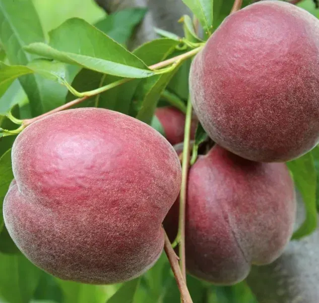 persyk-svit-drim-31499393448579 Персик Світ Дрім пізній відкрита коренева система - Зображення 1