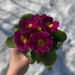 Примула Light violet