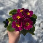 Примула Light violet - Зображення 2