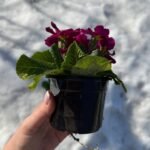 Примула Light violet - Зображення 3