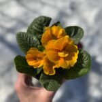 Примула Orange