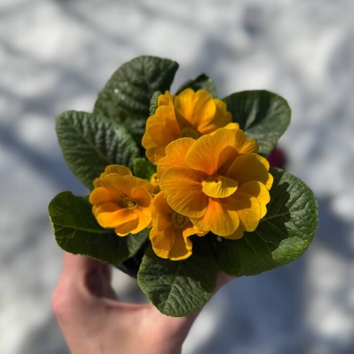 Примула Orange - Зображення 1