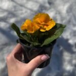 Примула Orange - Зображення 2