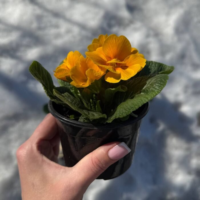 Примула Orange - Зображення 2