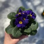 Примула Daniella blue