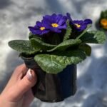 Примула Daniella blue - Зображення 2