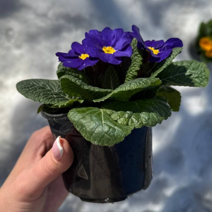 Примула Daniella blue - Зображення 2