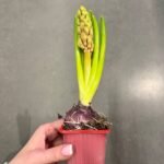 Гіацинт червоний