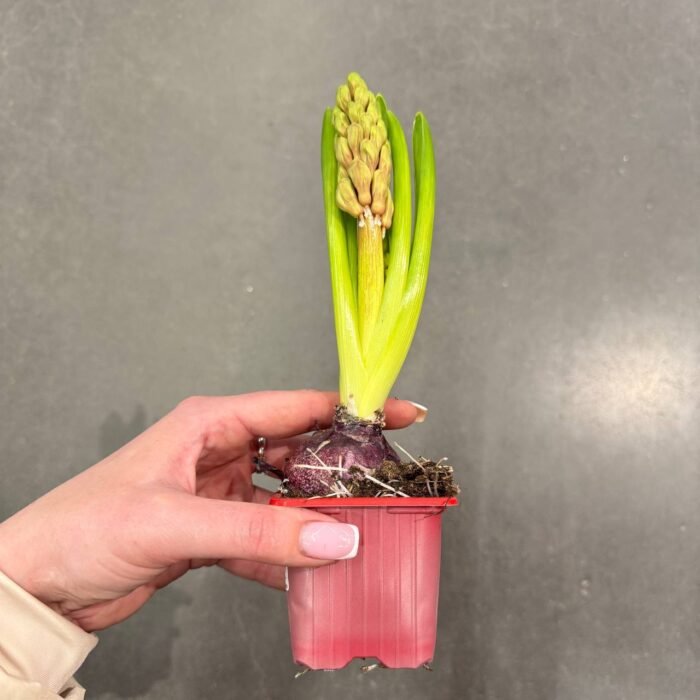 Гіацинт червоний - Зображення 2