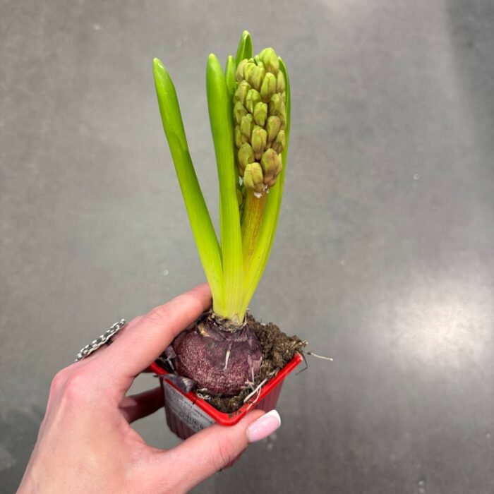 Гіацинт червоний - Зображення 3